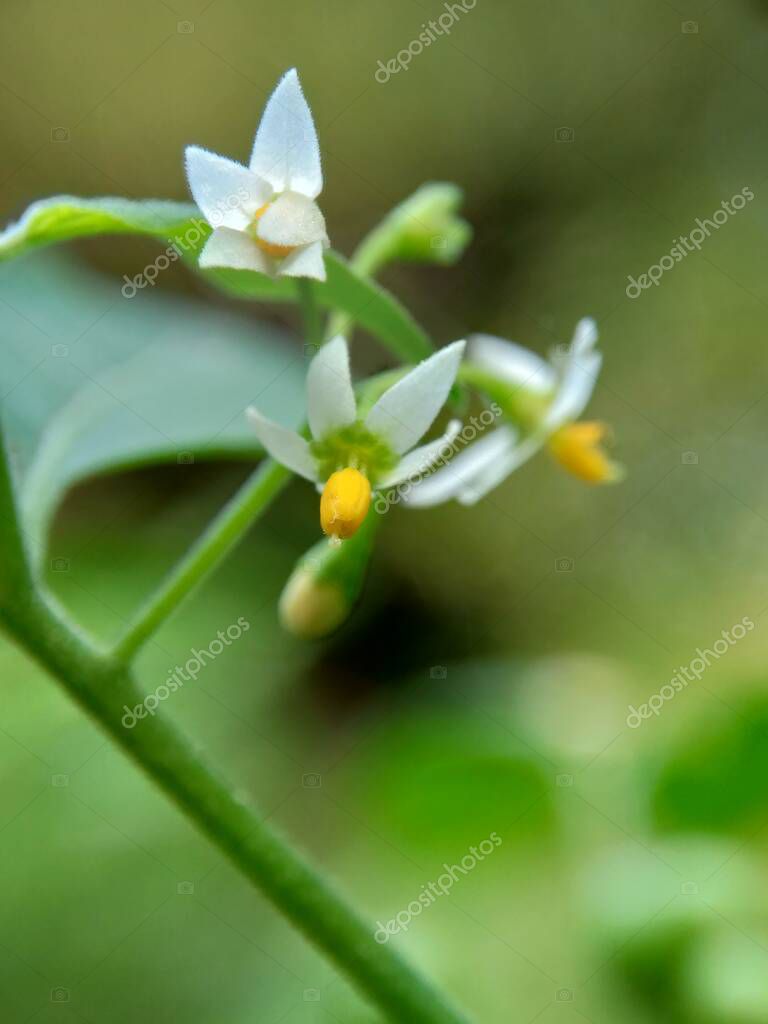 mangkelin1