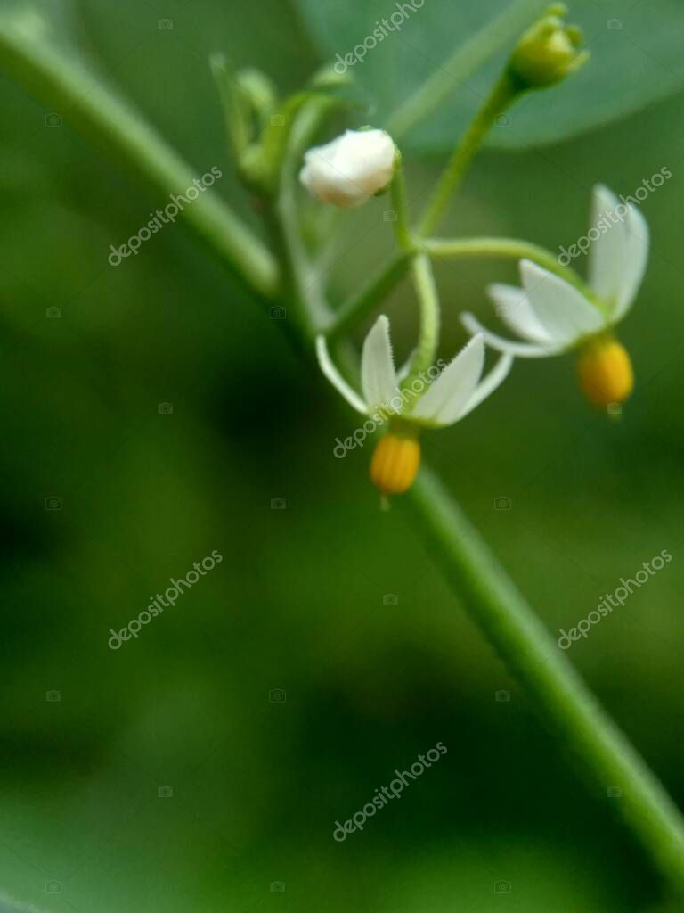 mangkelin1
