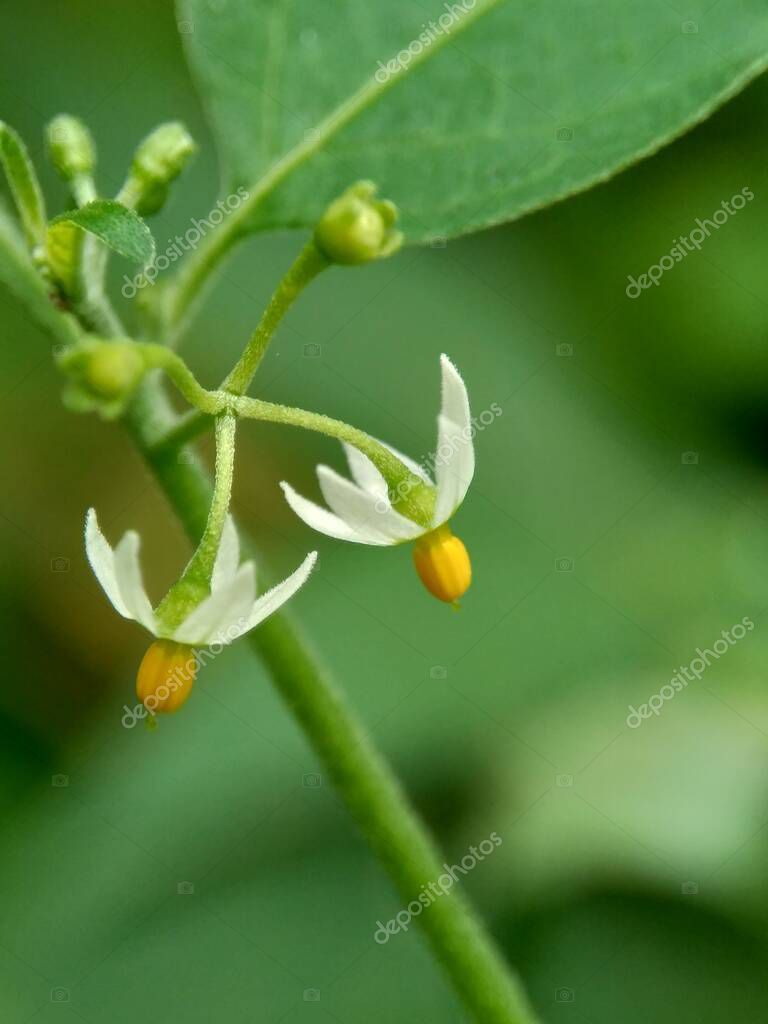 mangkelin1
