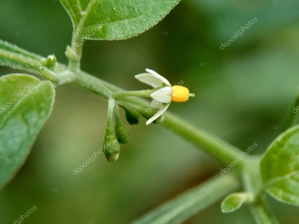 mangkelin1