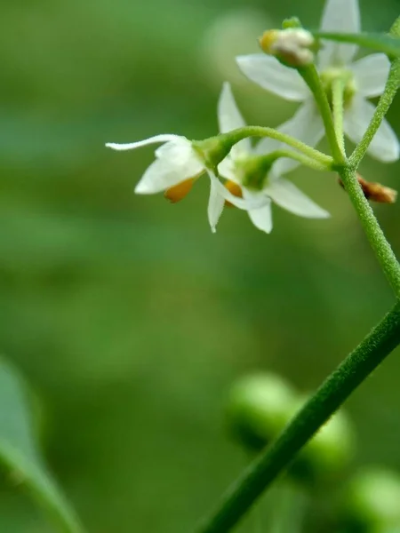 Solanum Nigrum Sombra Nocturna Negra Ranti Lenca Sombra Nocturna Mora — Foto de Stock