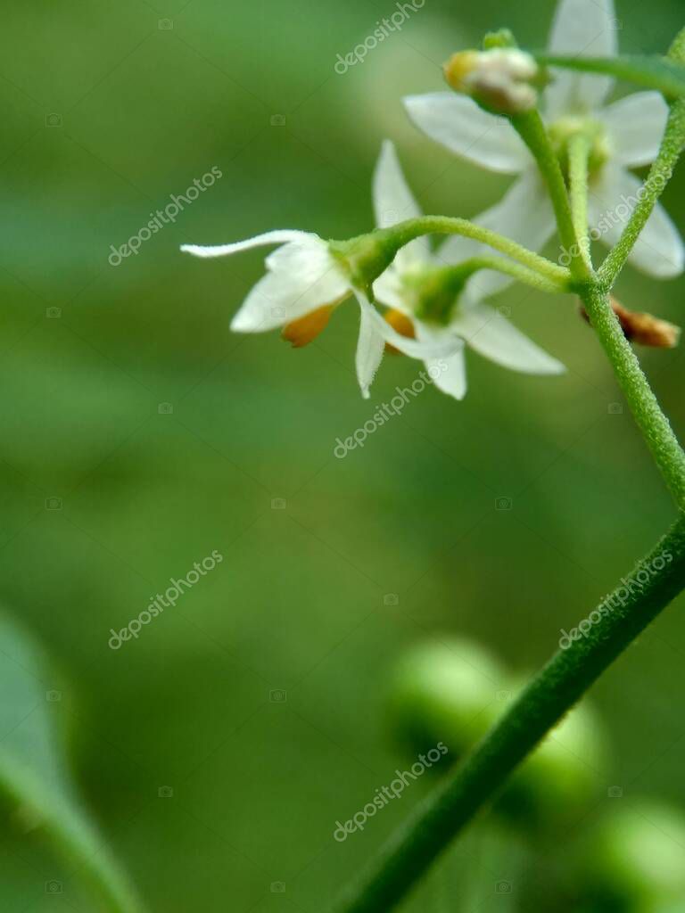 mangkelin1