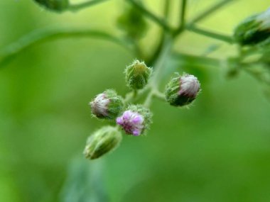 Cirsium vulgare (mızrak, devedikeni, devedikeni) doğal arka planı olan egzotik çiçek.
