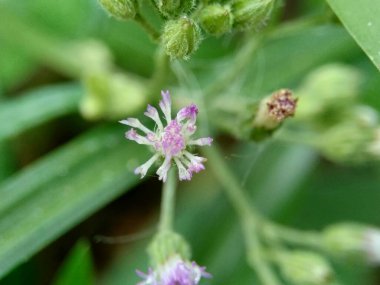 Cirsium vulgare (mızrak, devedikeni, devedikeni) doğal arka planı olan egzotik çiçek.