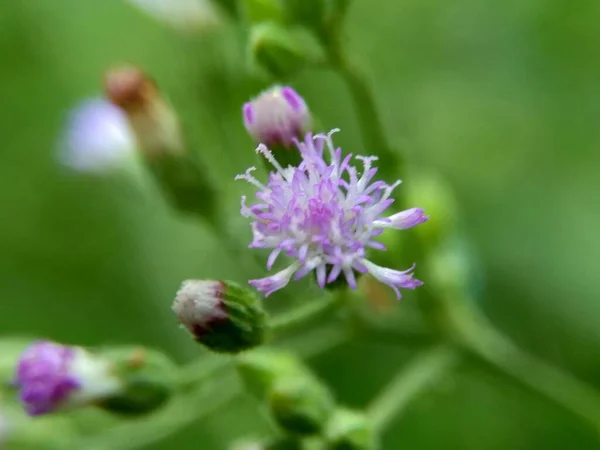 Cirsium Vulgare Γαϊδουράγκαθο Γαϊδουράγκαθο Ταύρο Κοινή Γαϊδουράγκαθο Εξωτικό Λουλούδι Φυσικό — Φωτογραφία Αρχείου