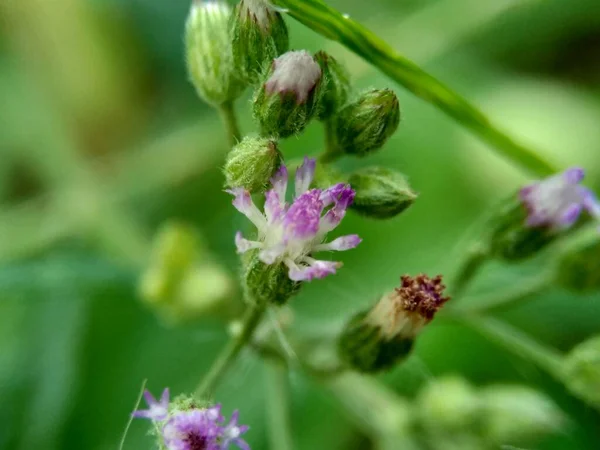 Cirsium Vulgare Cardo Lança Cardo Touro Cardo Comum Flor Exótica — Fotografia de Stock