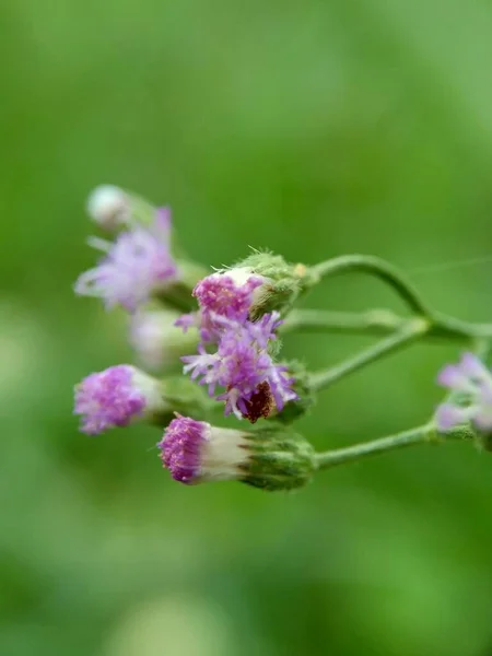 Cirsium Vulgare Bodláčí Oštěp Bodláčí Býk Bodlák Exotický Květ Přirozeným — Stock fotografie