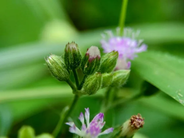 Cirsium Vulgare Γαϊδουράγκαθο Γαϊδουράγκαθο Ταύρο Κοινή Γαϊδουράγκαθο Εξωτικό Λουλούδι Φυσικό — Φωτογραφία Αρχείου