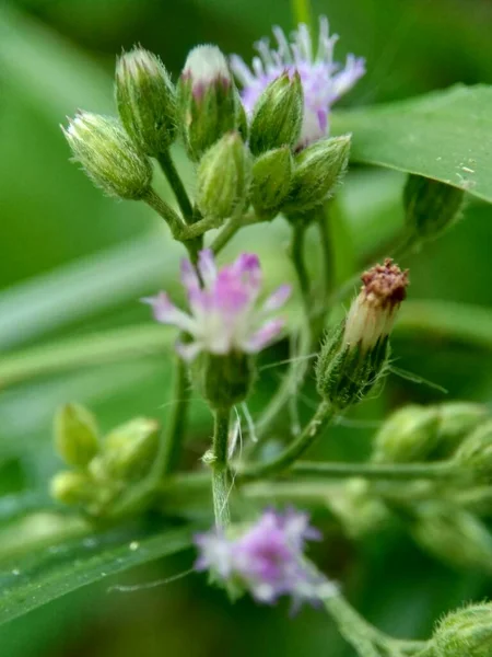 Cirsium Vulgare Speerdistel Stierdistel Distel Die Exotische Blume Mit Natürlichem — Stockfoto
