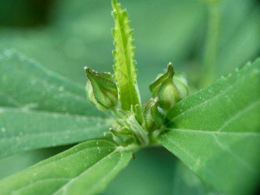 Sida rhombifolia çiçeği (ok yaprağı sida, Malva rhombifolia, eşkenar dörtgen yapraklı sida, Paddy 's lucerne, jöle yaprağı, Küba keneviri, Queensland keneviri, Hint keneviri) doğanın arka planında).