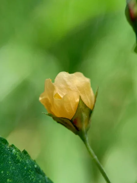 Flor Sida Rhombifolia Arrowleaf Sida Malva Rhombifolia Sida Com Folhas — Fotografia de Stock