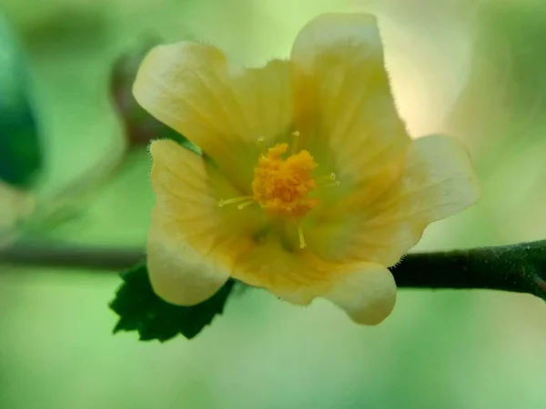 Sida Rhombifolia Kwiat Arrowleaf Sida Malva Rhombifolia Rombbus Liść Sida — Zdjęcie stockowe