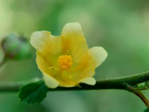 Flor Sida Rhombifolia Arrowleaf Sida Malva Rhombifolia Sida Com Folhas — Fotografia de Stock