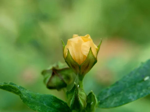 Sida Rhombifolia Blume Pfeilblatt Sida Malva Rhombifolia Rautenblättrige Sida Paddy — Stockfoto