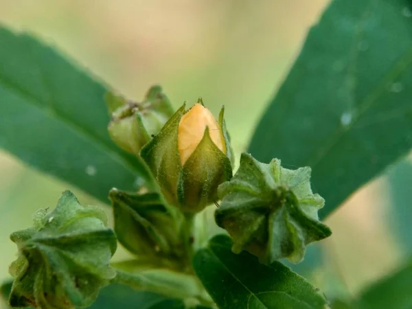 Sida Rhombifolia Çiçeği Yaprağı Sida Malva Rhombifolia Eşkenar Dörtgen Yapraklı — Stok fotoğraf