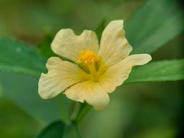 Sida Rhombifolia Çiçeği Yaprağı Sida Malva Rhombifolia Eşkenar Dörtgen Yapraklı — Stok fotoğraf