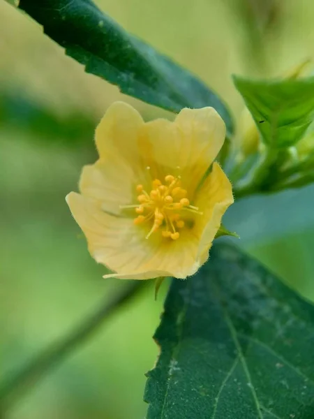 Sida Rhombifolia Flower Arrowleaf Sida Malva Rhombifolia Robus Leaved Sida — Foto de Stock