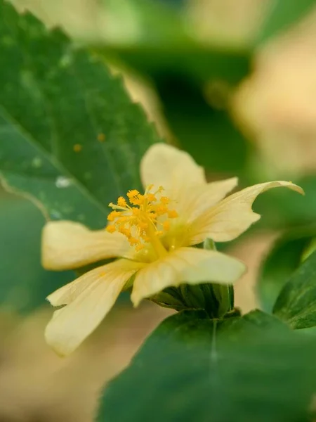 Sida Rhombifolia Flower Arrowleaf Sida Malva Rhombifolia Rhombus Leaved Sida — стоковое фото