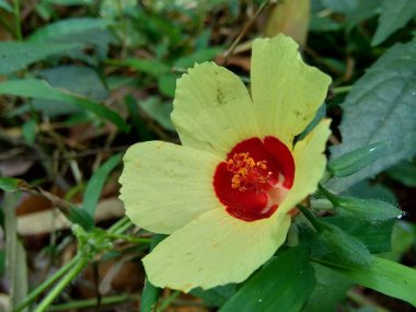 Abelmoschus crinitus 'u (Abelmoschus hainanensis, Abelmoschus racemosus, Hibiscus bodinieri, Hibiscus cavaleriei, Hibiscus hispidissimus) kapatın. Doğada güzel yuvarlak sarı çiçek.