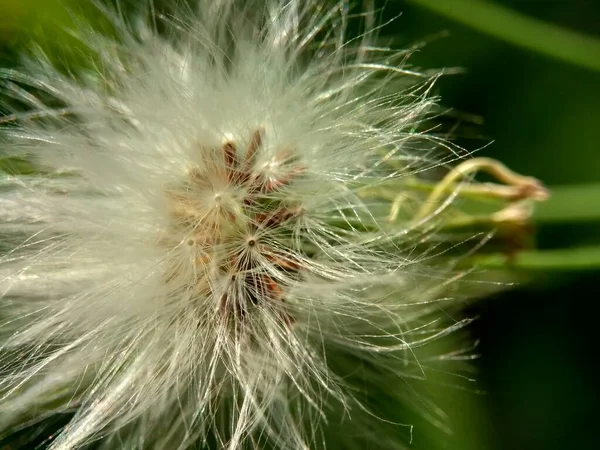 Emilia Sonchifolia Leylak Püsküllü Püskül Çiçeği Cacalia Sonchifolia Doğal Arka — Stok fotoğraf