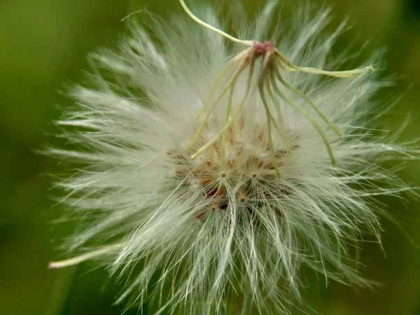 Emilia Sonchifolia Lila Quastenblume Cacalia Sonchifolia Mit Natürlichem Hintergrund Diese — Stockfoto