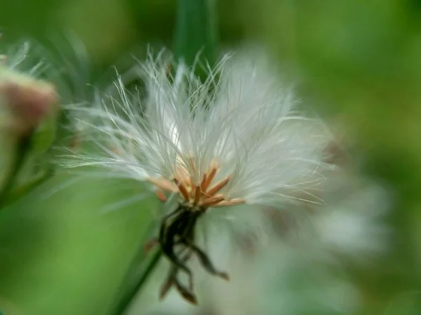 Emilia Sonchifolia Lila Kwastbloem Cacalia Sonchifolia Met Een Natuurlijke Achtergrond — Stockfoto