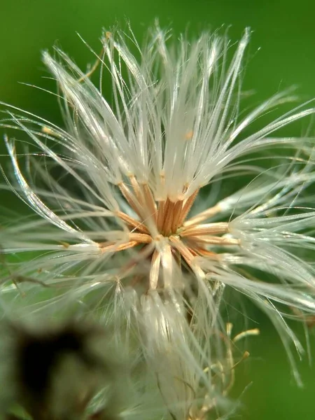 Emilia Sonchifolia Leylak Püsküllü Püskül Çiçeği Cacalia Sonchifolia Doğal Arka — Stok fotoğraf