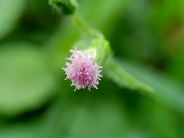 Emilia Sonchifolia Liliowy Kwiat Frędzla Cacalia Sonchifolia Naturalnym Tłem Roślina — Zdjęcie stockowe