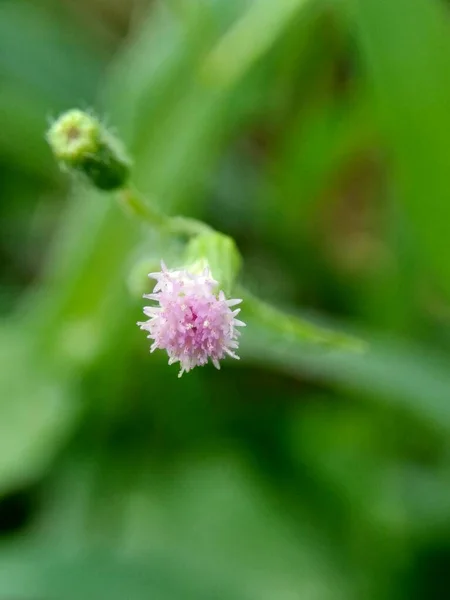 Emilia Sonchifolia Fleur Pompon Lilas Cacalia Sonchifolia Avec Fond Naturel — Photo