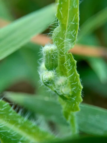 Emilia Sonchifolia Πασχαλιά Cacalia Sonchifolia Φυσικό Υπόβαθρο Αυτό Φυτό Έχει — Φωτογραφία Αρχείου