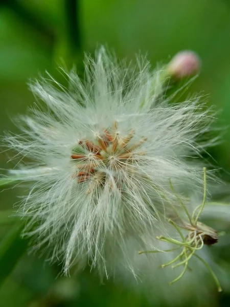 Emilia Sonchifolia Lilac Tassel Flower Cacalia Sonchifolia Natural Background Plant — Stock Photo, Image