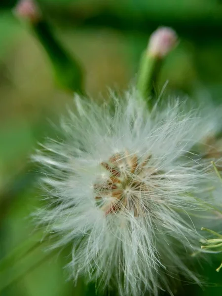 Emilia Sonchifolia Lila Kwastbloem Cacalia Sonchifolia Met Een Natuurlijke Achtergrond — Stockfoto