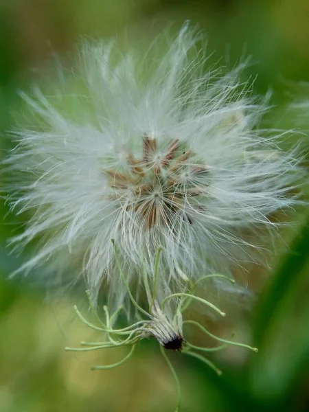 エミリア ソンキフォリア ライラック タッセル フラワー カカオ ソンキフォリアL は自然を背景にしています この植物は特別な香りがあり 多くの場合 — ストック写真