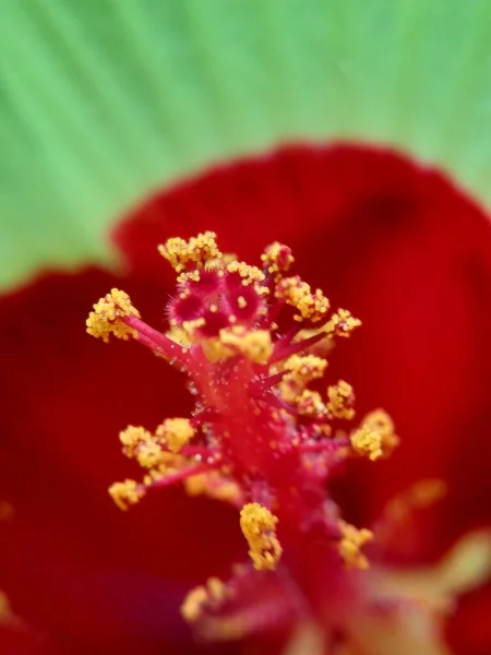 Fechar Abelmoschus Crinitus Abelmoschus Hainanensis Abelmoschus Racemosus Hibiscus Bodinieri Hibiscus — Fotografia de Stock