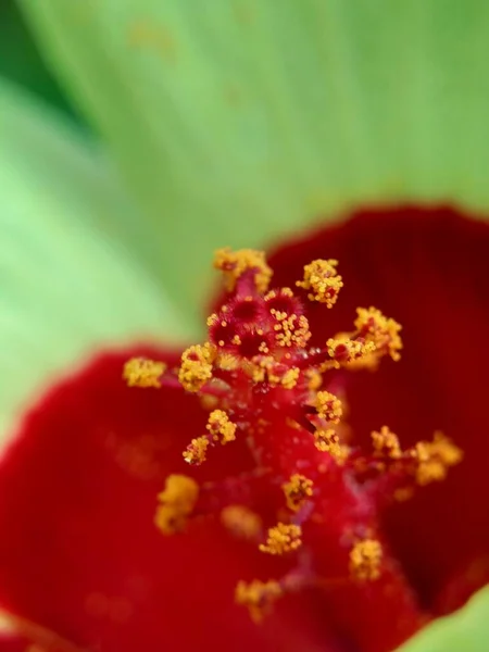 Fechar Abelmoschus Crinitus Abelmoschus Hainanensis Abelmoschus Racemosus Hibiscus Bodinieri Hibiscus — Fotografia de Stock