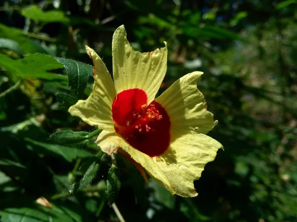 Detailní Záběr Abelmoschus Crinitus Abelmoschus Hainanensis Abelmoschus Racemosus Hibiscus Bodinieri — Stock fotografie