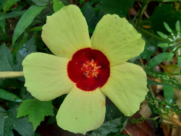 近くで何が起きているのでしょうか Abelmoschus Hainanensis Abelmoschus Racemosus Hibiscus Bodinieri Hibiscus Cavaleriei Hibiscus — ストック写真