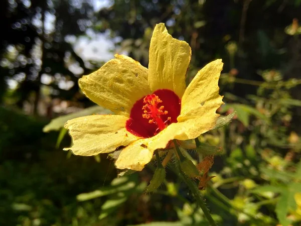 Close Abelmoschus Crinitus Abelmoschus Hainanensis Abelmoschus Racemosus Hibiscus Bodinieri Hibiscus — Stock Photo, Image