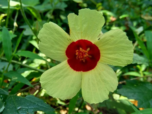 近くで何が起きているのでしょうか Abelmoschus Hainanensis Abelmoschus Racemosus Hibiscus Bodinieri Hibiscus Cavaleriei Hibiscus — ストック写真