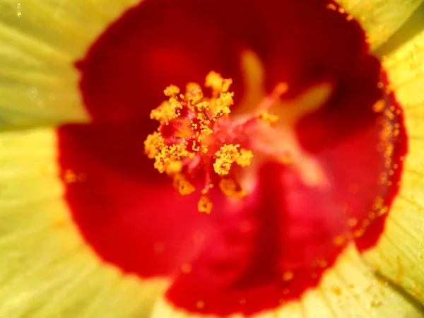 Zamknąć Abelmoschus Crinitus Abelmoschus Hainanensis Abelmoschus Racemosus Hibiscus Bodinieri Hibiscus — Zdjęcie stockowe