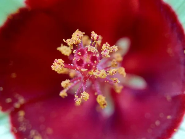 Primo Piano Abelmoschus Crinitus Abelmoschus Hainanensis Abelmoschus Racemosus Hibiscus Bodinieri — Foto Stock