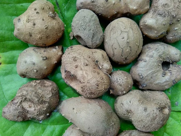 Yeşil Yapraklarda Dioskorea Esculenta Endonezyalı Cava Buna Katak Gandul Katak — Stok fotoğraf