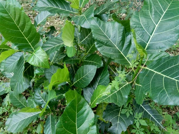 Dioscorea Esculenta Sur Les Feuilles Vertes Indonésien Javanais Appellent Katak — Photo