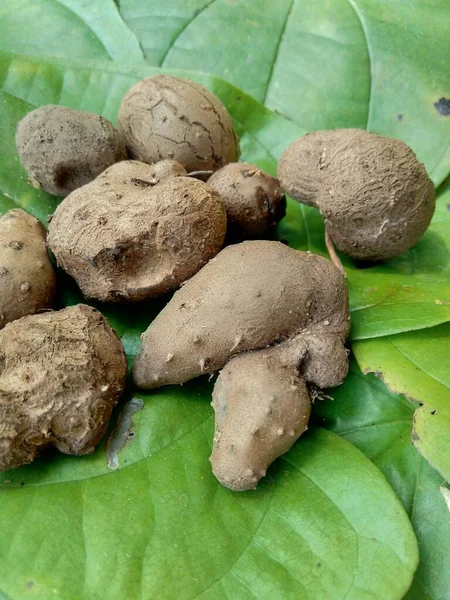 Dioscorea Esculenta Green Leaves Indonesian Javanese Call Katak Gandul Katak — Stock Photo, Image