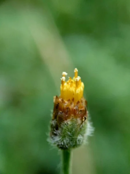 Bidens Pilosa Also Called Ketul Kebo Ketul Sapi Jaringan Caringan — Stock Photo, Image