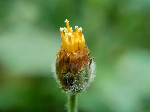 Bidens Pilosa También Llamado Ketul Kebo Ketul Sapi Jaringan Caringan —  Fotos de Stock