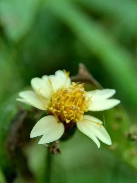 Bidens Pilosa Também Chamado Ketul Kebo Ketul Sapi Jaringan Caringan — Fotografia de Stock