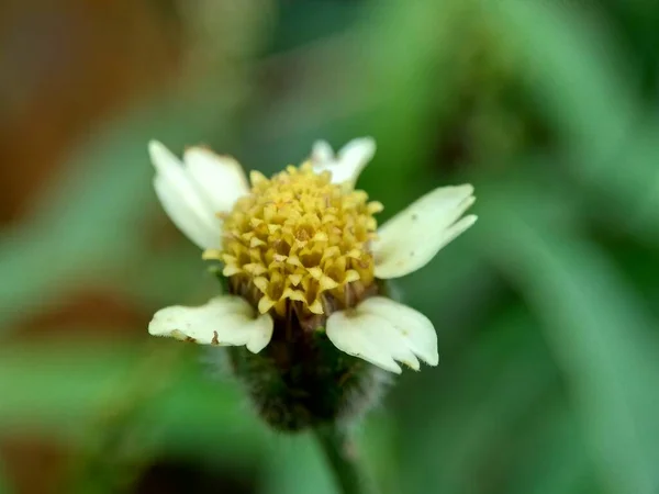 Bidens Pilosa Называется Ketul Kebo Ketul Sapi Jaringan Caringan Lanci — стоковое фото