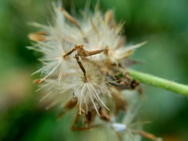 Bidens Pilosa Aussi Appelé Ketul Kebo Ketul Sapi Jaringan Caringan — Photo