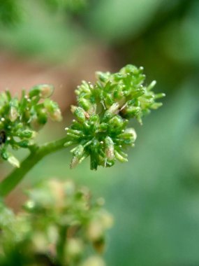 Doğal bir geçmişi olan bir şişe laportea çiçeği. Endonezyalılar buna gecikme ya da jelatang der..